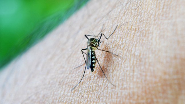 Región de La Araucanía reporta 8 casos importados de dengue: son pacientes que viajaron al extranjero