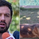 Tomás Vodanovic confirma que sujetos envenaron y mataron a sus perros: «Cuesta entender la maldad»
