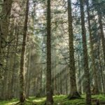 Gremios de la madera alertan por escaso avance de la Ley de Incendios