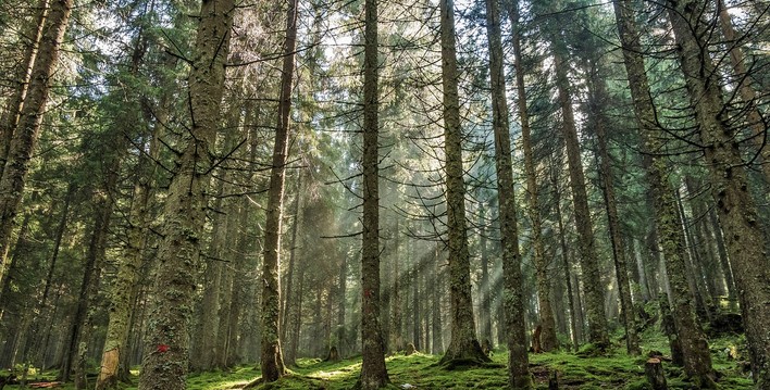 Gremios de la madera alertan por escaso avance de la Ley de Incendios