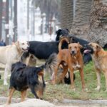 Niño de 3 años queda con lesiones tras ser atacado por perro dentro de terminal de Collipulli.