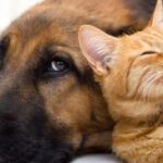 Presidente anuncia creación de cementerio para mascotas y registro de condenados por maltrato animal