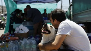 Avanza proyecto que otorga beneficio a trabajadores en caso de muerte de una mascota: ¿En qué consiste?