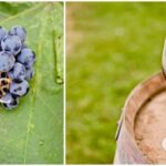 Corfo impulsa el enoturismo sustentable y vitivinicultura junto a comunidades mapuches y rurales