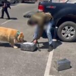 Detienen a pareja tras retirar encomienda con más de tres kilos de marihuana en Temuco