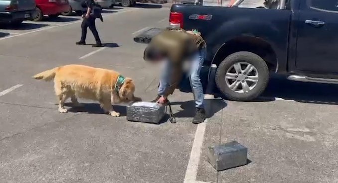 Detienen a pareja tras retirar encomienda con más de tres kilos de marihuana en Temuco