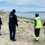 Encuentran cerca de 60 aves en estado de descomposición en borde costero de Penco: serán retiradas