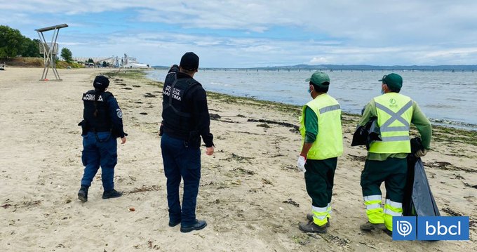 Encuentran cerca de 60 aves en estado de descomposición en borde costero de Penco: serán retiradas
