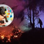 Así funciona el sitio para buscar mascotas perdidas en incendios: cómo reportar si fueron encontradas