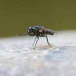 Denuncian plaga de moscas en zonas rurales de Los Ángeles: acusan problemas estomacales en vecinos