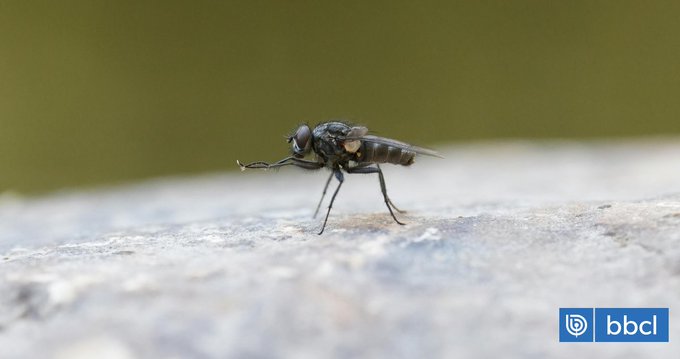 Denuncian plaga de moscas en zonas rurales de Los Ángeles: acusan problemas estomacales en vecinos