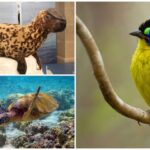 La Tierra está al borde de una extinción masiva: alerta roja por más de 48 mil especies amenazadas