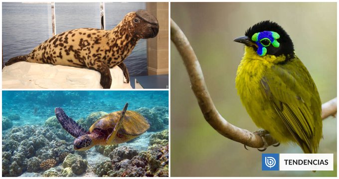 La Tierra está al borde de una extinción masiva: alerta roja por más de 48 mil especies amenazadas