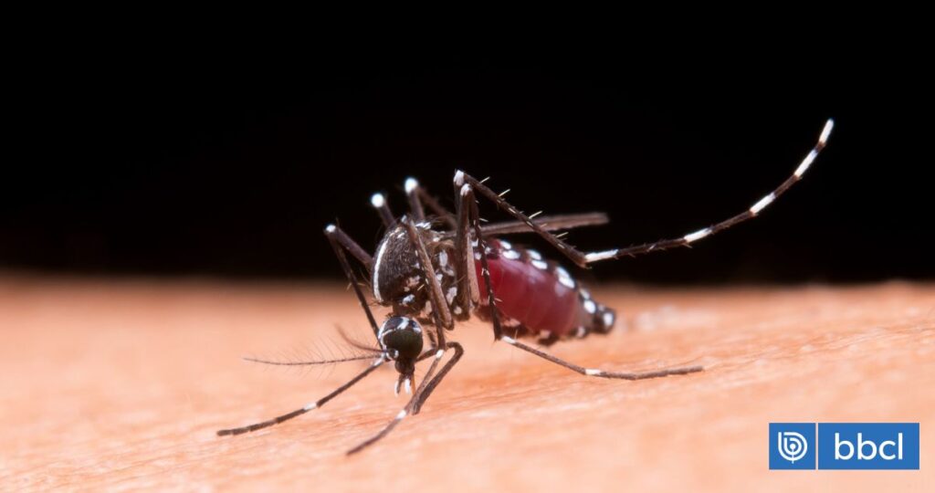 La Alerta Sanitaria por mosquitos del Dengue, Zika y otros virus y que nadie toma en cuenta en Chile