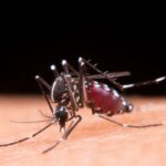 La Alerta Sanitaria por mosquitos del Dengue, Zika y otros virus y que nadie toma en cuenta en Chile